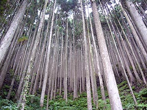 吉野杉の森