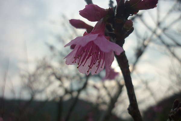 今帰仁城の彼岸桜